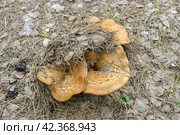 Paxillus involutus. Стоковое фото, фотограф Винокуров Александр / Фотобанк Лори