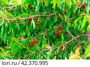 Image of a cherry cluster on a branch. Стоковое фото, фотограф Яков Филимонов / Фотобанк Лори