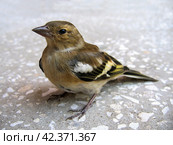 Siskin. Стоковое фото, фотограф Винокуров Александр / Фотобанк Лори