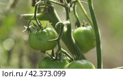 Green tomatoes in a greenhouse. Стоковое видео, видеограф Опока Алексей / Фотобанк Лори