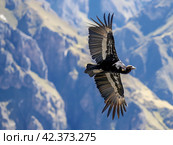 Majestic Andean Condor in Flight. Стоковое AI-изображение, AI-художник Кирилл Черезов / Фотобанк Лори