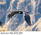 Majestic Andean Condor in Mid-Flight. Стоковое AI-изображение, AI-художник Кирилл Черезов / Фотобанк Лори