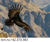 Majestic Condor in Flight against Mountain Backdrop. Стоковое AI-изображение, AI-художник Кирилл Черезов / Фотобанк Лори