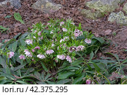 Цветущий морозник восточный (лат. Helleborus orientalis).  Москва, Аптекарский огород, начало апреля. Стоковое фото, фотограф Сергей Рыбин / Фотобанк Лори