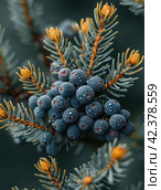 Close-up of the edge and texture of an entire juniper branch with berries,Generative AI. Стоковое AI-изображение, AI-художник Анна Кривицкая / Фотобанк Лори