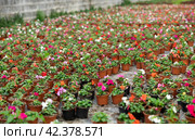 Rows of balsam seedling. Lots of balsamine bushes in plastic pots. Стоковое фото, фотограф Яков Филимонов / Фотобанк Лори