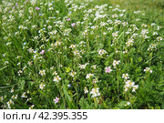 Flowers of shepherd's purse. Capsella bursa-pastoris known because of its triangular flat fruits, purse-like, is a small annual and ruderal flowering plant in the mustard family Brassicaceae. Meadow. Стоковое фото, фотограф Юлия Петровская / Фотобанк Лори