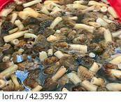 There are a lot of morels in a plastic red container after picking mushrooms in the forest. Стоковое фото, фотограф worker / Фотобанк Лори