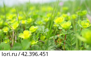 Euphorbia, flowering plant, spurge, Euphorbiaceae. Euphorbia serrata, serrated Tintern spurge, sawtooth upright spurge. Perennial herb. At the ends of the branches are inflorescences of tiny flowers. Стоковое видео, видеограф Юлия Петровская / Фотобанк Лори