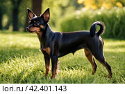 Russian toy Terrier dog sitting on lawn. Close up of tame dog of toy Terrier breed running on grass in nature. Purebred small pocket Pets. Walking Pets in Park. Стоковое AI-изображение, AI-художник Aleksandr Golubev / Фотобанк Лори