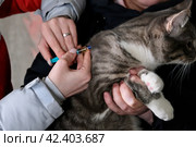 Серому коту делают прививку в прививочном пункте. Стоковое фото, фотограф Терехова Марина / Фотобанк Лори
