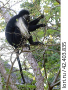 Королевский колобус (Colobus) на ветвях деревьев (2021 год). Стоковое фото, фотограф EgleKa / Фотобанк Лори