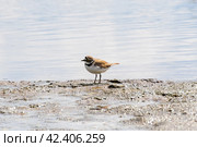 Charadrius dubius.Little ringed plover in natural habitat. On the shore next to the river. Стоковое фото, фотограф Антон Вахрушев / Фотобанк Лори