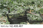 Broccolis in plastic crates on a farm field on a sunny spring day. Стоковое видео, видеограф Яков Филимонов / Фотобанк Лори