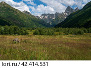 View of the floodplain of the Gonachkhir River in the northern foothills of the Caucasus Mountains near the village of Dombay on a sunny summer day, Karachay-Cherkessia, Russia. Стоковое фото, фотограф Ula Ulachka / Фотобанк Лори