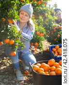 Female hired employee harvesting tangerines in garden. Стоковое фото, фотограф Яков Филимонов / Фотобанк Лори