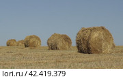 Лето поле, стога сена. сухая трава summer field, haystacks. dry grass. Стоковое видео, видеограф Опока Алексей / Фотобанк Лори