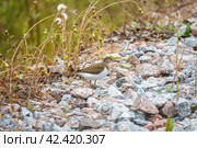 Кулики (Charadrii), подотряд птиц отряда ржанкообразных. Стоковое фото, фотограф Руслан Лесков / Фотобанк Лори
