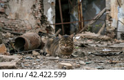 Military ruins occupied by cats,    Generative AI. Стоковое AI-изображение, AI-художник Анна Кривицкая / Фотобанк Лори