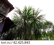 The Amazon river in Peru, South America (2011 год). Редакционное фото, фотограф Сергей Стрелков / Фотобанк Лори