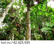 Jungle on Amazon river in Peru, South America (2011 год). Стоковое фото, фотограф Сергей Стрелков / Фотобанк Лори