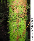 Jungle on Amazon river in Peru, South America (2011 год). Стоковое фото, фотограф Сергей Стрелков / Фотобанк Лори