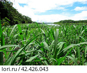 The Amazon river in Peru, South America (2011 год). Стоковое фото, фотограф Сергей Стрелков / Фотобанк Лори