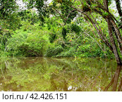 The Amazon river in Peru and Brazil (2011 год). Стоковое фото, фотограф Сергей Стрелков / Фотобанк Лори