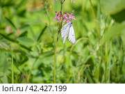 Бабочка боярышница (Aporia crataegi) сидит на цветке. Стоковое фото, фотограф Руслан Лесков / Фотобанк Лори