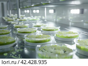 mold, Algae, microalgae in petri dishes research in laboratories. biotechnology, science. Flat lay. Macro. Стоковое AI-изображение, AI-художник Ольга Ильина / Фотобанк Лори