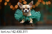 Small Dog Wearing a Green Tutu. Стоковое AI-изображение, AI-художник Юлия Гапеенко / Фотобанк Лори