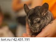 Chinchillas belong to one of two species, Chinchilla chinchilla and Chinchilla lanigera, crepuscular rodents in the order Caviomorpha. Стоковое фото, фотограф Evgenii Predibailo / Фотобанк Лори