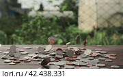 Coins falling close-up on a blurred background. Financial money. American currency, cents. Стоковое видео, видеограф Дмитрий Кобзев / Фотобанк Лори