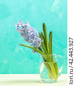 Gentle purple jacinth flower in glass vase on white table on turquoise backdrop. Spring card. Стоковое фото, фотограф Наталья Семкина / Фотобанк Лори