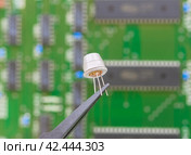 Электронный компонент удерживается в пинцете на фоне печатной платы. Electronic component held with tweezers. Стоковое фото, фотограф Татьяна Д / Фотобанк Лори