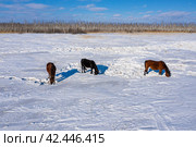 Восточная Сибирь, лошади пасутся в снежной степи. Вид с воздуха. Eastern Siberia, horses grazing in the snowy steppe. Aerial view. Стоковое фото, фотограф Евгений Романов / Фотобанк Лори
