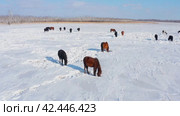 Восточная Сибирь, лошади пасутся в снежной степи. Вид с воздуха. Eastern Siberia, horses grazing in the snowy steppe. Aerial view. Стоковое видео, видеограф Евгений Романов / Фотобанк Лори
