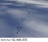 Заячьи следы на снегу, природный парк "Оленьи Ручьи", Свердловская область (2024 год). Редакционное фото, фотограф Алексей Иванов / Фотобанк Лори