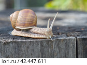 Виноградная улитка (лат. Helix pomatia) ползет по старому пню. Стоковое фото, фотограф Елена Коромыслова / Фотобанк Лори