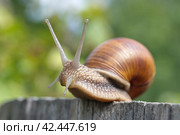 Виноградная улитка (лат. Helix pomatia) крупным планом. Стоковое фото, фотограф Елена Коромыслова / Фотобанк Лори