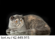 A beautiful exotic shorthair cat plays on a dark studio background with a reflection. Стоковое фото, фотограф Светлана Акифьева / Фотобанк Лори