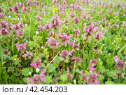 Lamium purpureum, red purple dead-nettle, purple archangel is annual herbaceous flowering plant. Zygomorphic flowers with a top hood-like petal, two lower lip petal lobes and minute fang-like lobes. Стоковое фото, фотограф Юлия Петровская / Фотобанк Лори