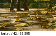 Janitor sweeps the fallen yellow leaves from the road. Autumn cleaning of the territory. Focus on the foreground. Стоковое видео, видеограф Дмитрий Кобзев / Фотобанк Лори
