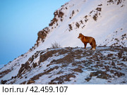 Рыжая лисица на горном склоне. Зимний арктический пейзаж. Лиса стоит на горе и смотрит в сторону. Дикая природа Сибири и Дальнего Востока России. Животные Арктики. Чукотка, Россия. Стоковое фото, фотограф Андрей Степанов / Фотобанк Лори