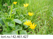 Ficaria verna, Ranunculus ficaria L, commonly known as lesser celandine or pilewort, is a low-growing, hairless perennial flowering plant in the buttercup family Ranunculaceae. Yellow flowers in grass. Стоковое фото, фотограф Юлия Петровская / Фотобанк Лори