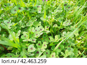 Trifolium repens, white clover, is a herbaceous perennial plant in bean family Fabaceae, Leguminosae. A forage crop in most grassy areas, lawns and gardens. Green clover leaves with brown spots. Стоковое фото, фотограф Юлия Петровская / Фотобанк Лори