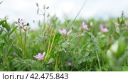 Erodium cicutarium, common storks-bill, redstem filaree, redstem stork bill or pinweed is a herbaceous flowering plant of the family Geraniaceae. Grassland, meadow or hayfield. Springtime in Serbia. Стоковое видео, видеограф Юлия Петровская / Фотобанк Лори