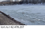 Утки на городском пруду. Весна, лед тает. Красный пруд в Чертаново, город Москва (2024 год). Стоковое видео, видеограф Щеголева Ольга / Фотобанк Лори