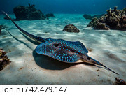 Blue spotted stingray (Myliobatoidei) cartilaginous fish on sandy bottom in tropical underwaters. Skate in underwater wild animal world. Observation of wildlife ocean. Scuba diving in Ecuador coast. Стоковое AI-изображение, AI-художник Aleksandr Golubev / Фотобанк Лори