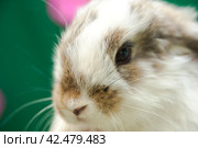 Domestic rabbits, close-up portrait of a rabbit's face. Стоковое фото, фотограф Evgenii Predibailo / Фотобанк Лори